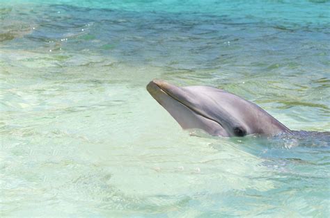 Get a Virtual Dolphin Kiss! - Dolphin Encounters