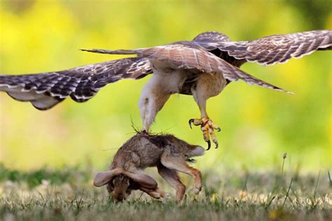 How Much Weight Can a Hawk Carry?