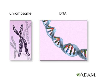 Chromosome Information | Mount Sinai - New York