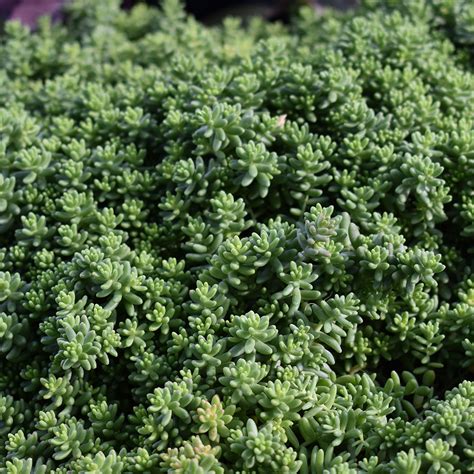 Sedum kamtschaticum - Horsford Gardens and Nursery