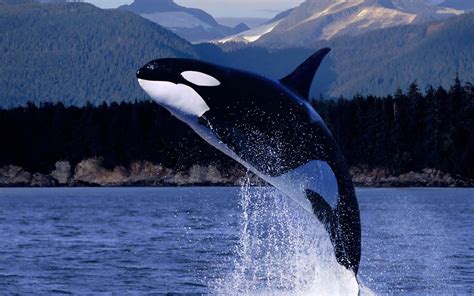 Orca Wallpapers - Wallpaper Cave