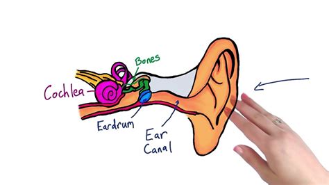 Parts Of The Ear Quiz