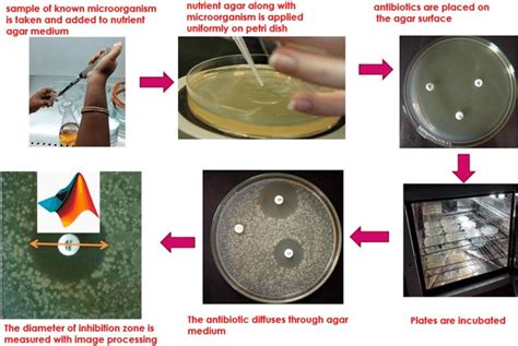 Step by Step Experimental procedure for Disc Diffusion Test | Download ...