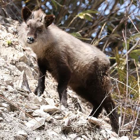 Japanese Serow - Facts, Diet, Habitat & Pictures on Animalia.bio