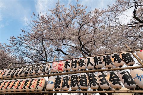 Sensoji Temple in Cherry blossom season, … – License image – 71316952 lookphotos