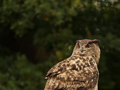 Eagle owl,eyes,feather,lighted eyes,plumage - free image from needpix.com