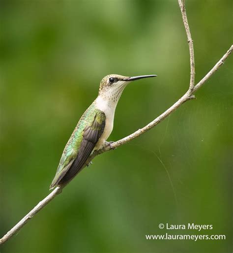 Ruby-throated Hummingbird Female - Laura Meyers Nature PhotograpyLaura ...