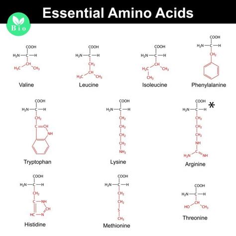 Acides aminés essentiels : le b.a.-ba de notre santé