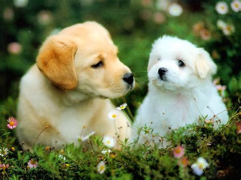 All new wallpaper : Beautiful puppies dogs