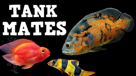 TOP 10 Tank Mates For Oscar Fish! - YouTube