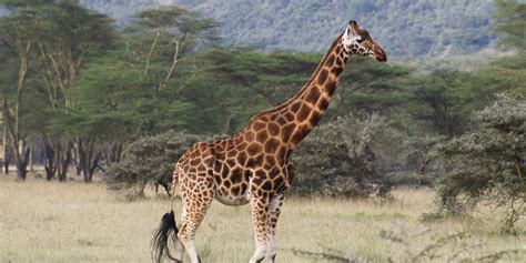 Endangered African Wild Animals