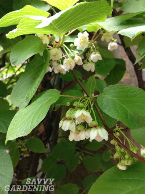 Growing kiwi fruit: It's easier than you think