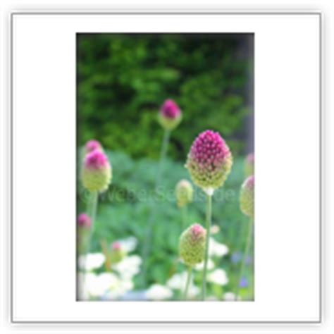 Allium sphaerocephalon, Round-headed leek - Seeds - plants - dried herbs