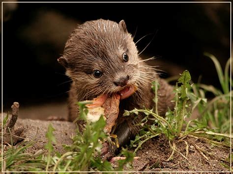 Baby otter eating. : aww