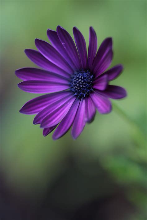 Reach Out~ | Purple spring flowers, Flowers photography, Beautiful flowers