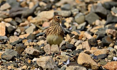 Skylark | BirdForum