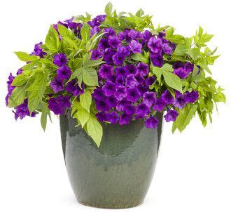 Feeling Grapeful | Proven Winners | Flower pots outdoor, Container ...