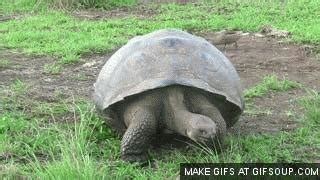 Tortoise GIF - Find & Share on GIPHY