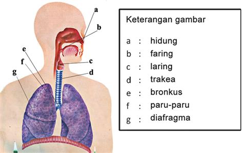 5 Fungsi Sistem Pernapasan - Homecare24