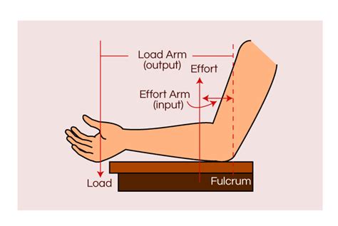 Lever System In Human Body