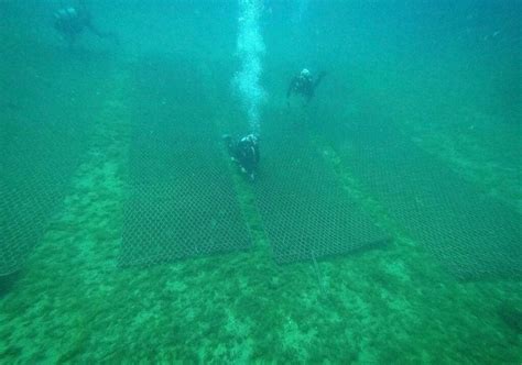 Posidonia Oceanica Restoration In North Sardinia - The Scuba News