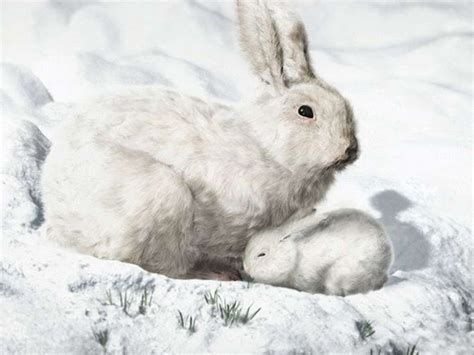 Cute Baby Arctic Hare