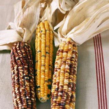 Varieties of Ornamental Corn | Home Guides | SF Gate