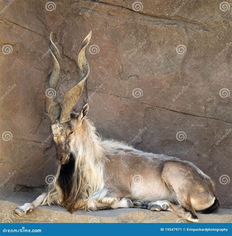 Markhor Goat With Twisted Horns Stock Image - Image: 19547971