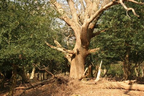 A short and sweet guide to our best British trees