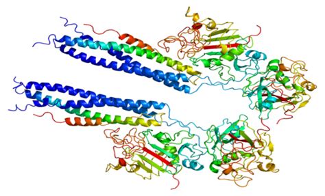 What is a Fibrinogen: 10 Interesting Facts