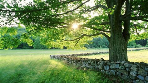 Nature, Grass, Sun, Summer, Shine, Light, Wood, Tree, Stone, Fencing, Enclosure, Possessions ...