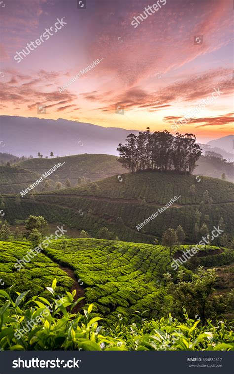 Sunrise Over Tea Plantations Munnar Kerala Stock Photo 534834517 ...