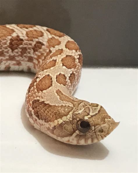 Hatchling hypo : r/snakes