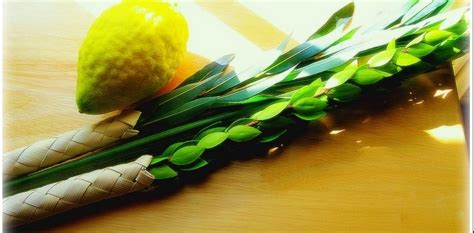 Lulav & Etrog Sets - Chabad of Midtown