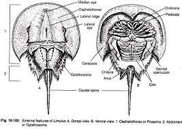 hermit crab anatomy diagram - Google Search | Arthropods, Horseshoe ...