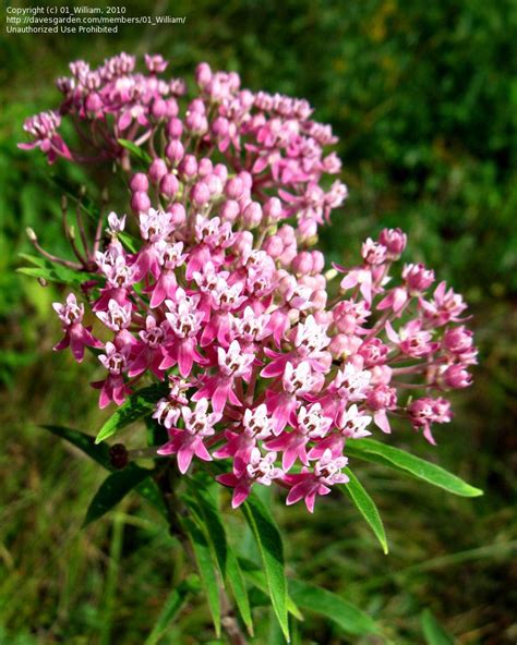 Asclepias incarnata - Swamp Milkweed (Rose Milkweed) | Flower seeds, Swamp milkweed, Milkweed