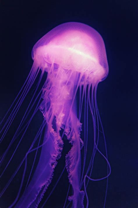 Jellyfish Medusa Sea - Free photo on Pixabay