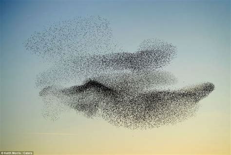 Swarming starlings put on stunning display for photographer over ...