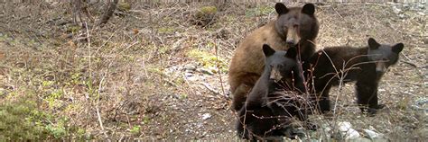 Animals - Waterton Lakes National Park