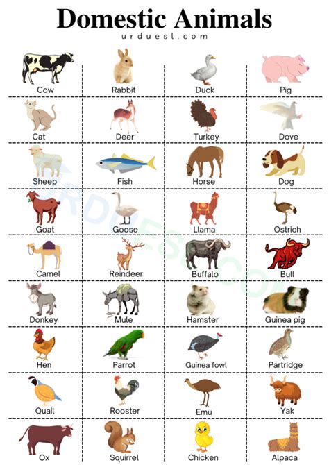 List Domestic Animals Names in English with Pictures and Pdf