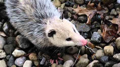 possum walking around my house! - YouTube