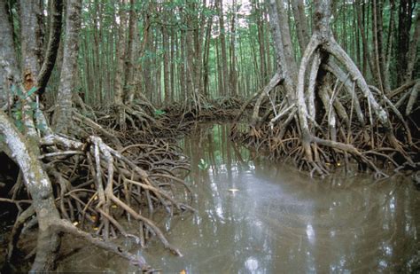 Mangrove Forests in the Philippines – The Maritime Review