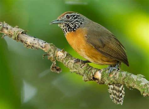 Rufous-breasted wren: A Small Melodious Songbird