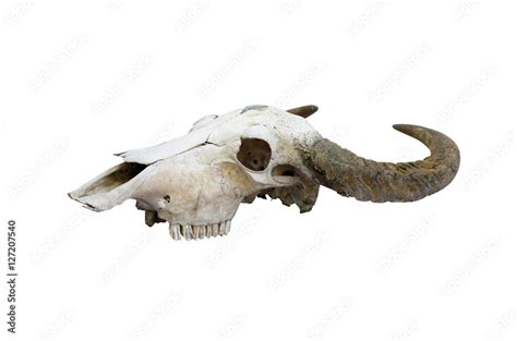 buffalo skull Stock Photo | Adobe Stock