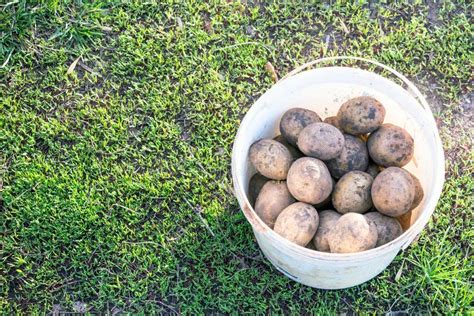 Potatoes in a bucket. stock photo. Image of homegrown - 92199422