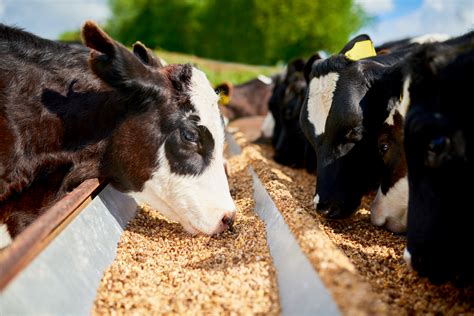 Feed Efficiency Of Lactating Dairy Cows - All About Cow Photos