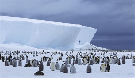 Antarctica's melting ice threatens global ocean health and wildlife ...