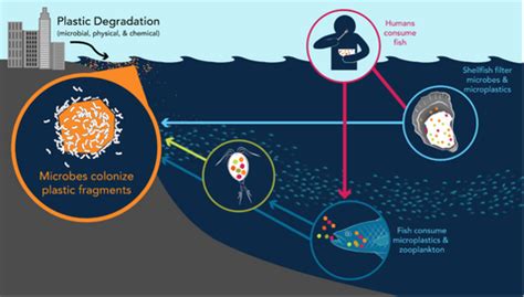 Lastobject | How Do Microplastics Affect Oceans & Marine Life? article