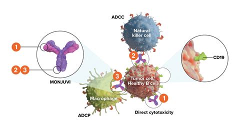 MONJUVI® (tafasitamab-cxix): Treatment for R/R DLBCL | MOA