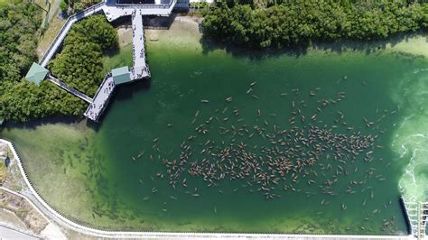 Tampa Electric’s Manatee Viewing Center Celebrates Incredible New ...